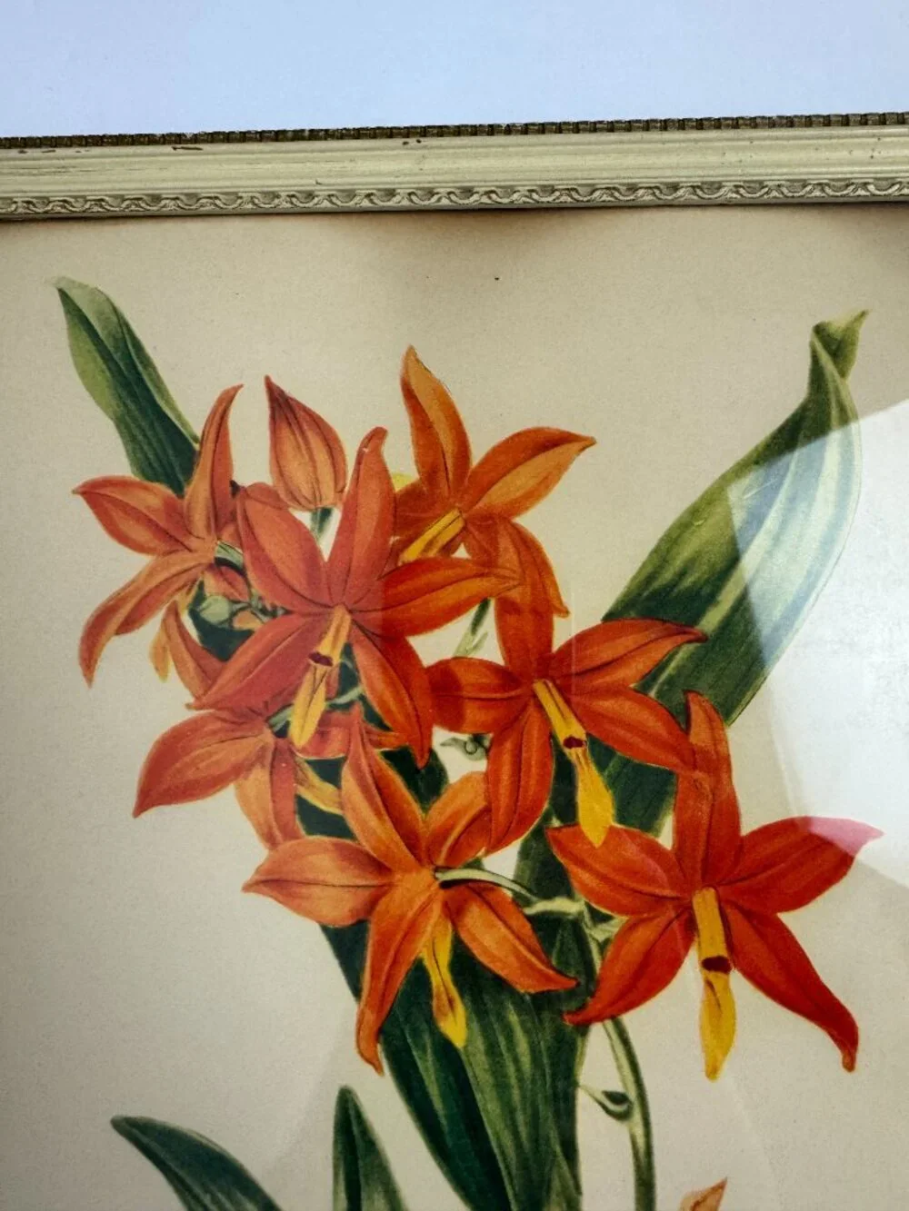 Vintage Miss S.A.Drake Epidendrum Vitellinum Flower Framed Botanical Watercolour